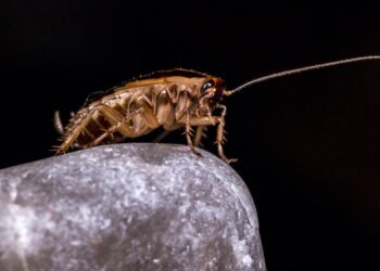 Come Eliminare Le Formiche Da Casa Trucchi E Sistemi Bricoliamo