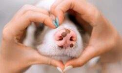 muso di cane love