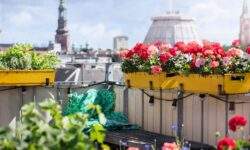 Il geranio protagonista sui terrazzi