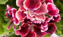 Pelargonium Aristo Red Beauty