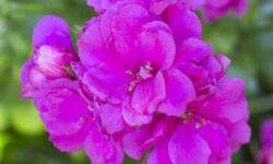 Pelargonium Royal Blue
