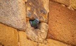 Riparare Buco Muro
