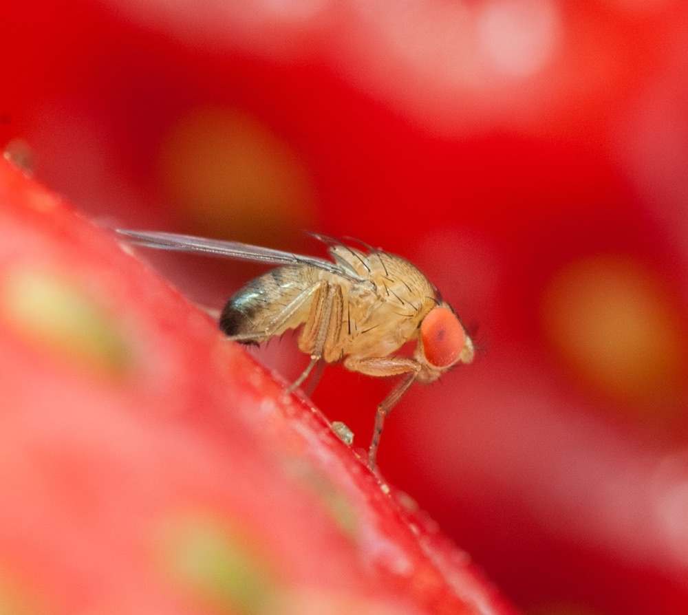 Lotta ai parassiti - Drosophila Suzukii