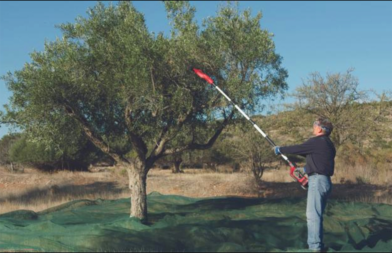 abbacchiatore per la raccolta delle olive