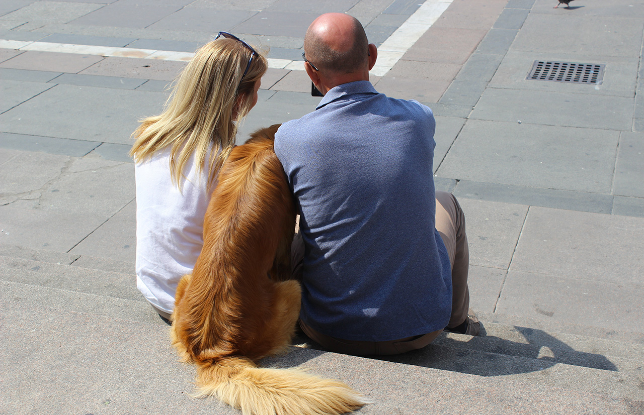 un cane, golden retriever, in famiglia