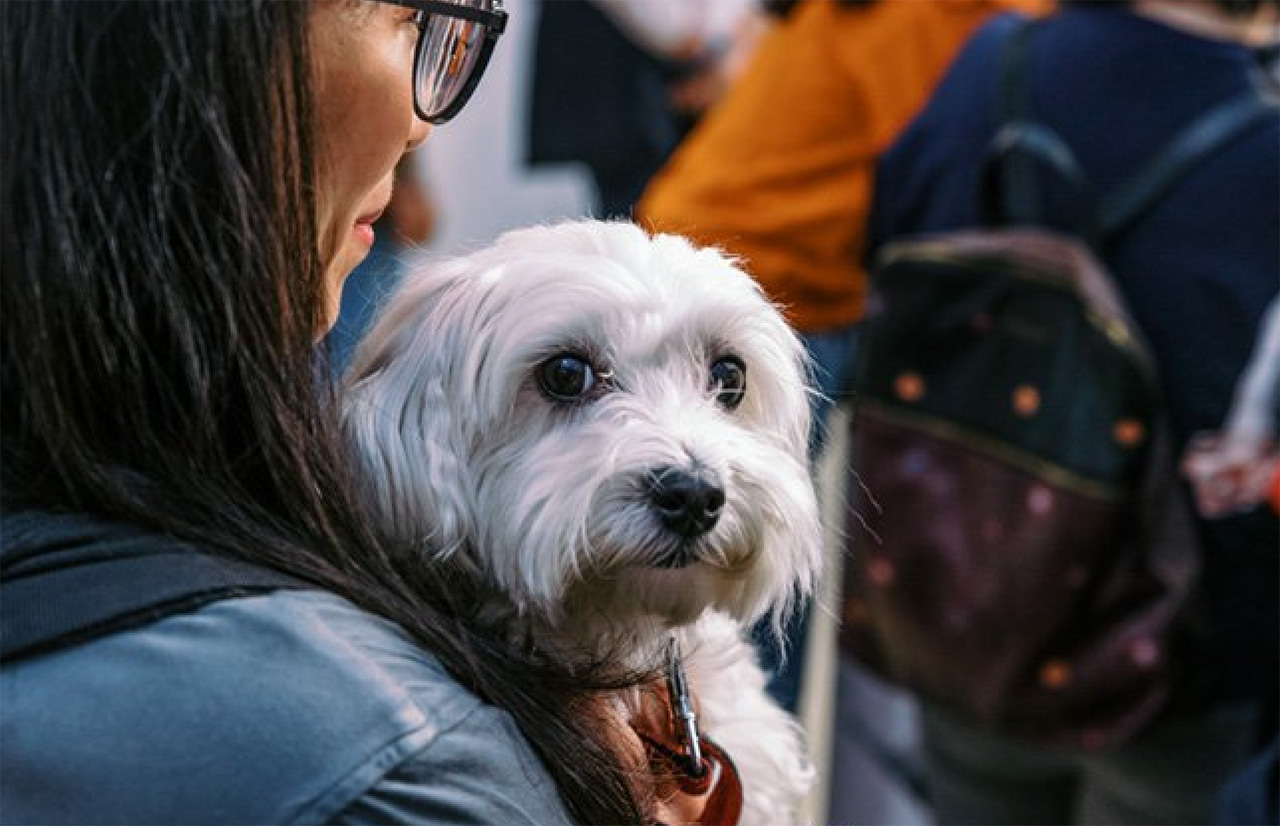 piccolo cane in braccio a una donna