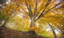 albero in autnno all'Oasi Zegna