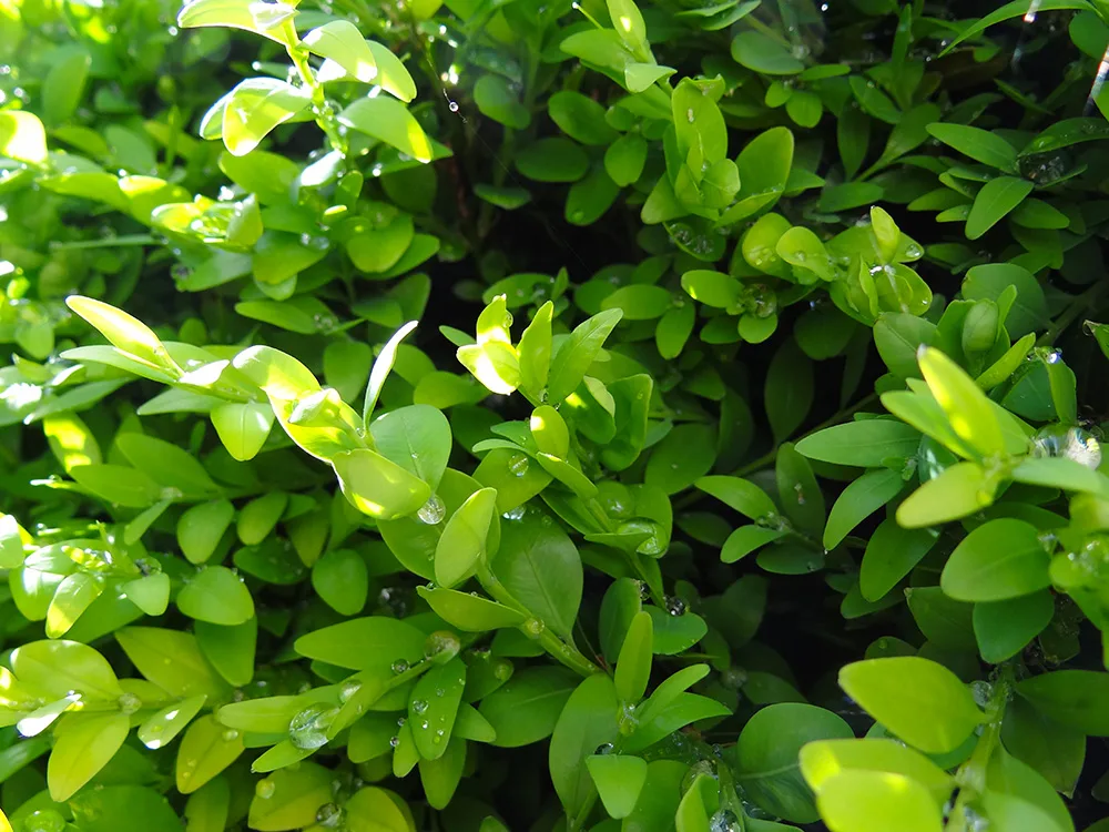 Bosso - Buxus Sempervirens