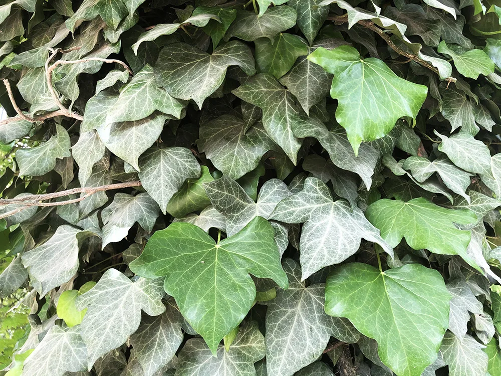 Edera - Hedera Helix