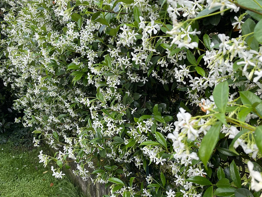 Falso Gelsomino - Rhyncospermum jasminoides