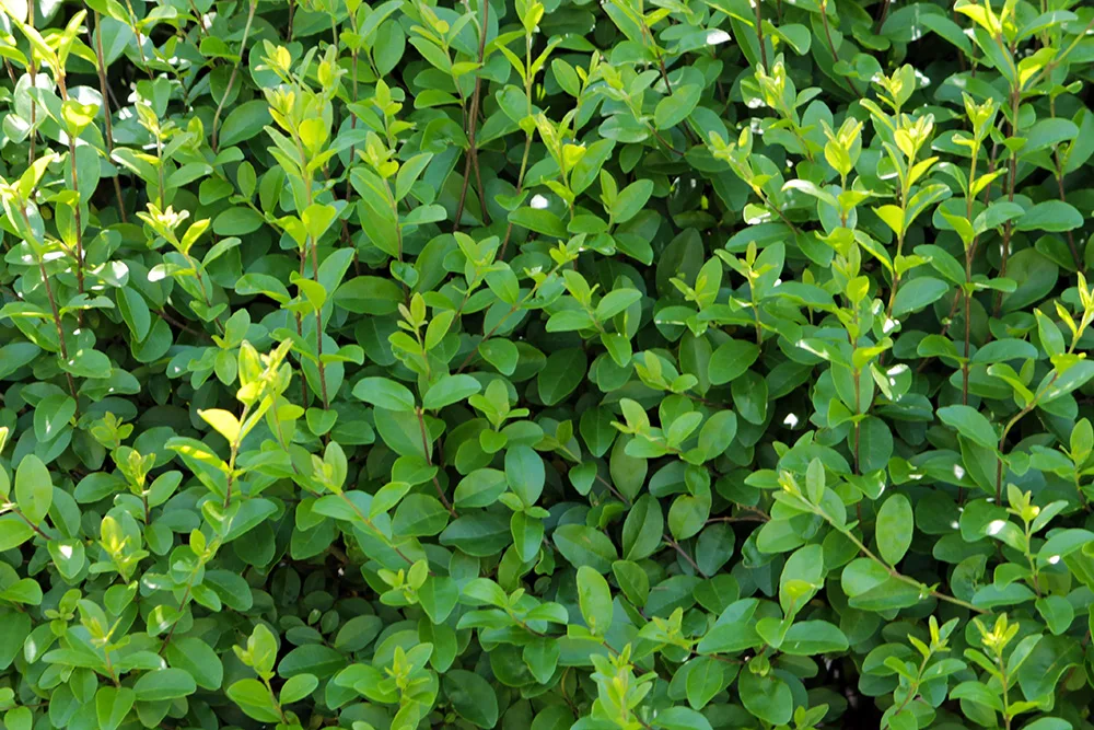 Ligustro Ovale - Ligustrum Ovalifolium
