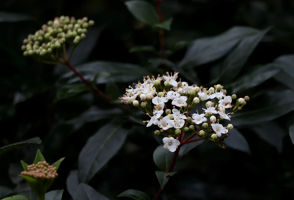 Viburnum Tinus