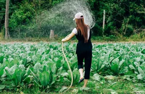 ragazza innaffia il giardino