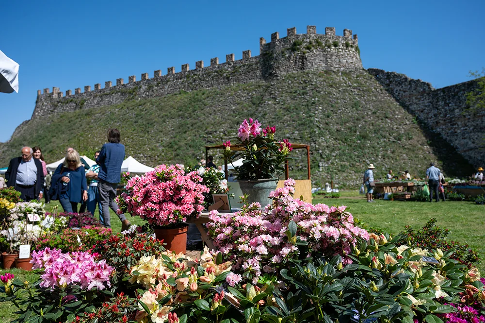 Fiori nella Rocca a Lonato del Garda