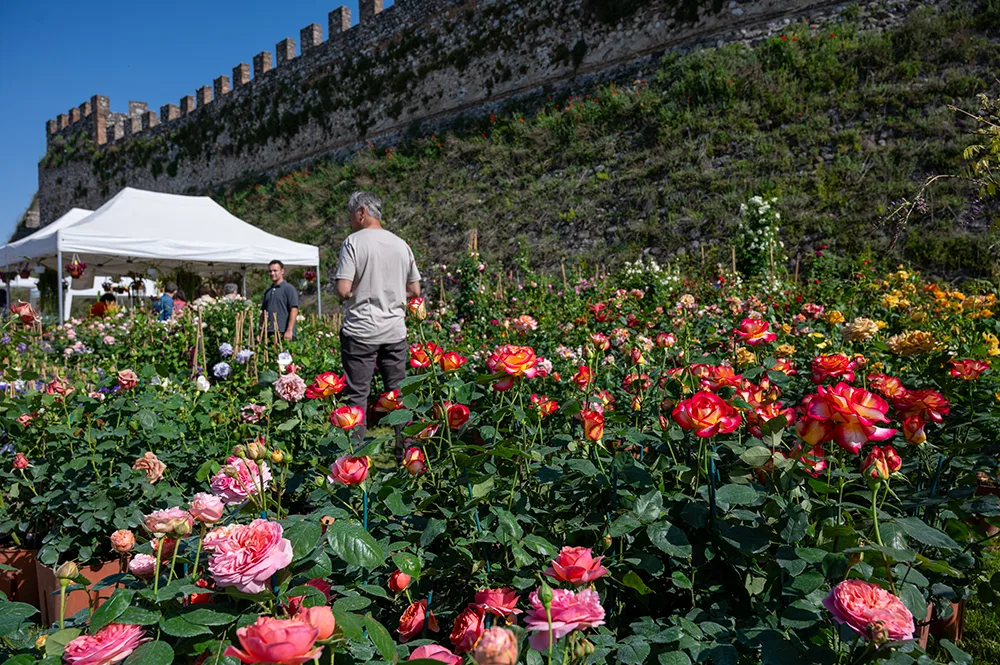 Fiori nella Rocca a Lonato del Garda