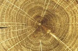 tronco di legno
