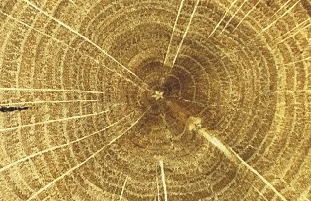 tronco di legno