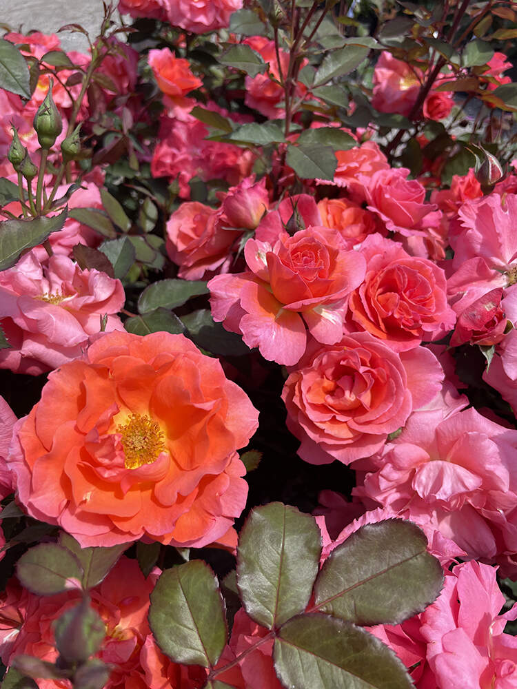 La rosa dedicata a Ornella Vanoni