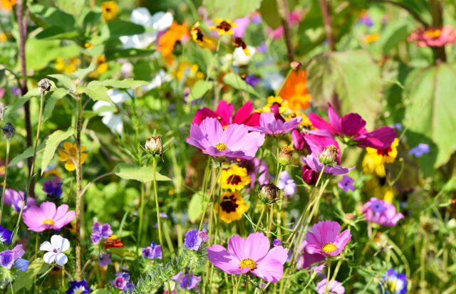 fiori di campo