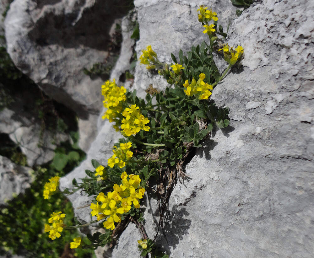 Alyssum diffusum - Calabria