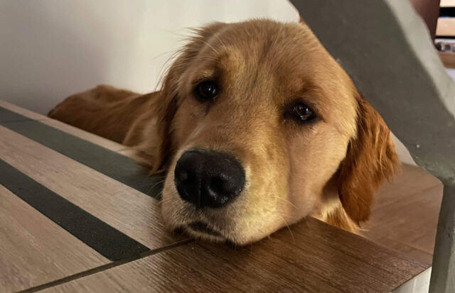 golden retriver