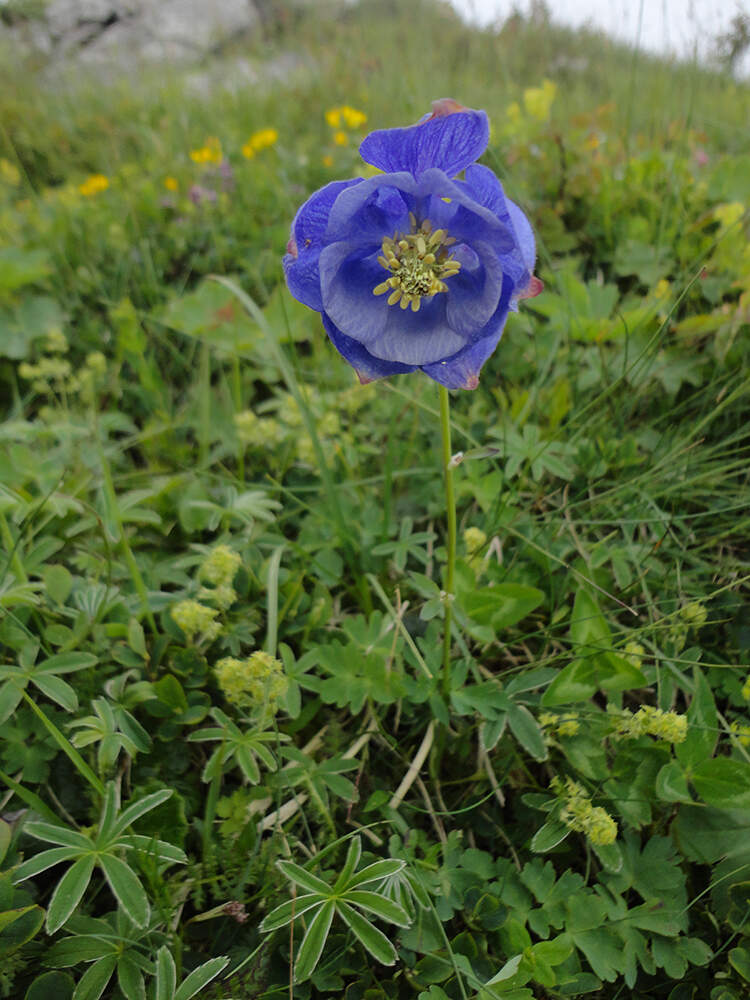 Aquilegia lucensis - Toscana