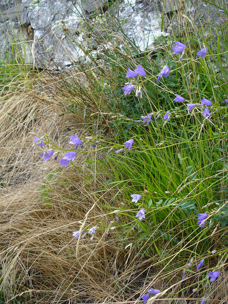 Campanula martinii - Lombardia