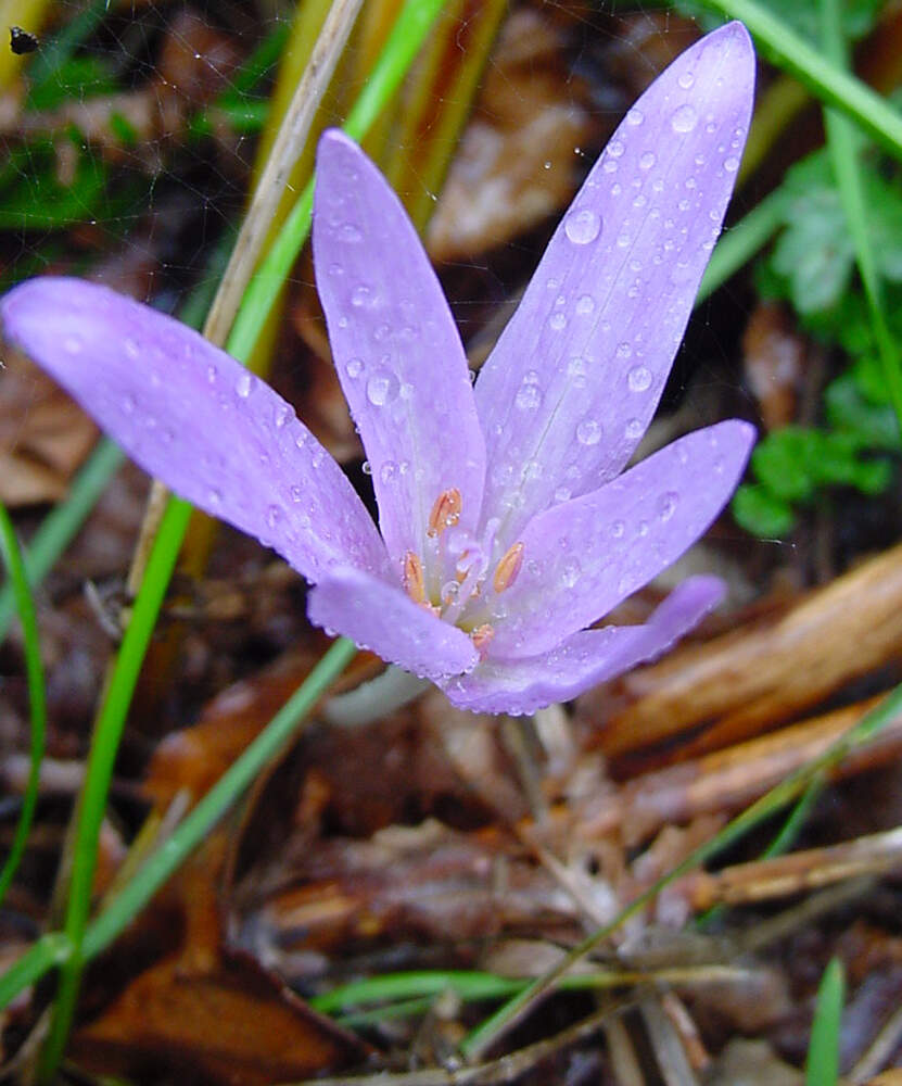 Colchicum neapolitanum - Basilicata