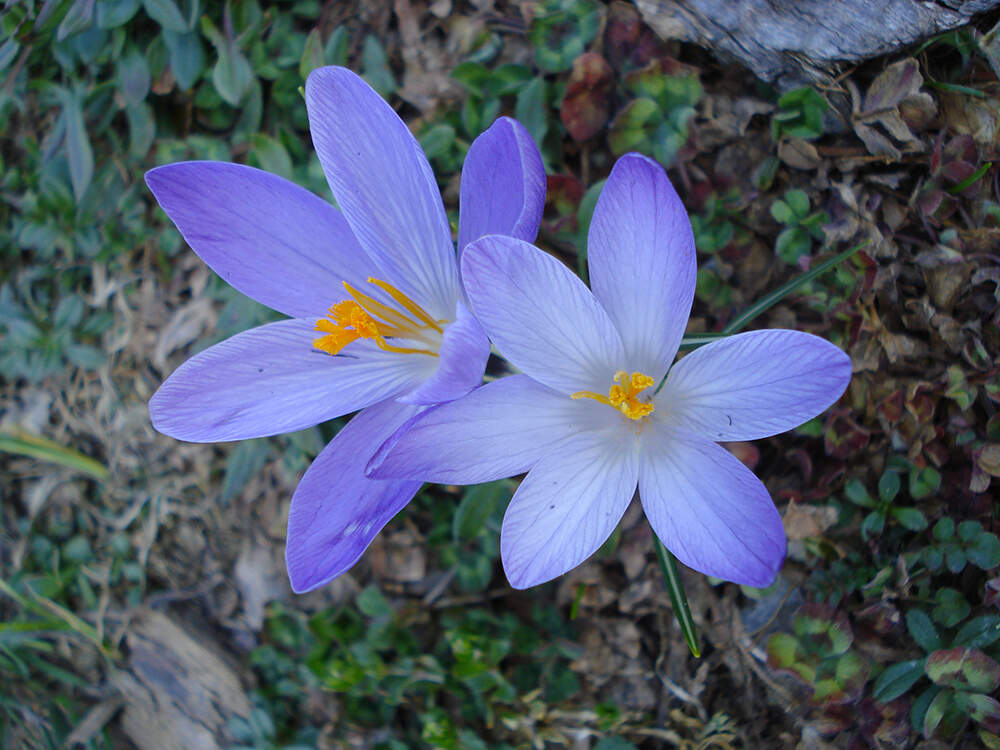 Crocus neglectus - Toscana