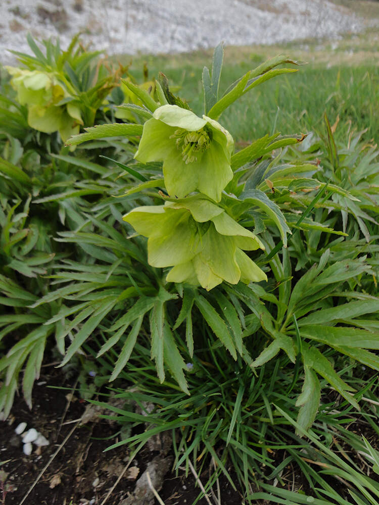 Helleborus viridis - Abruzzo