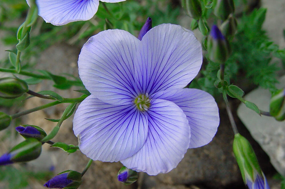 Linum katiae - Calabria