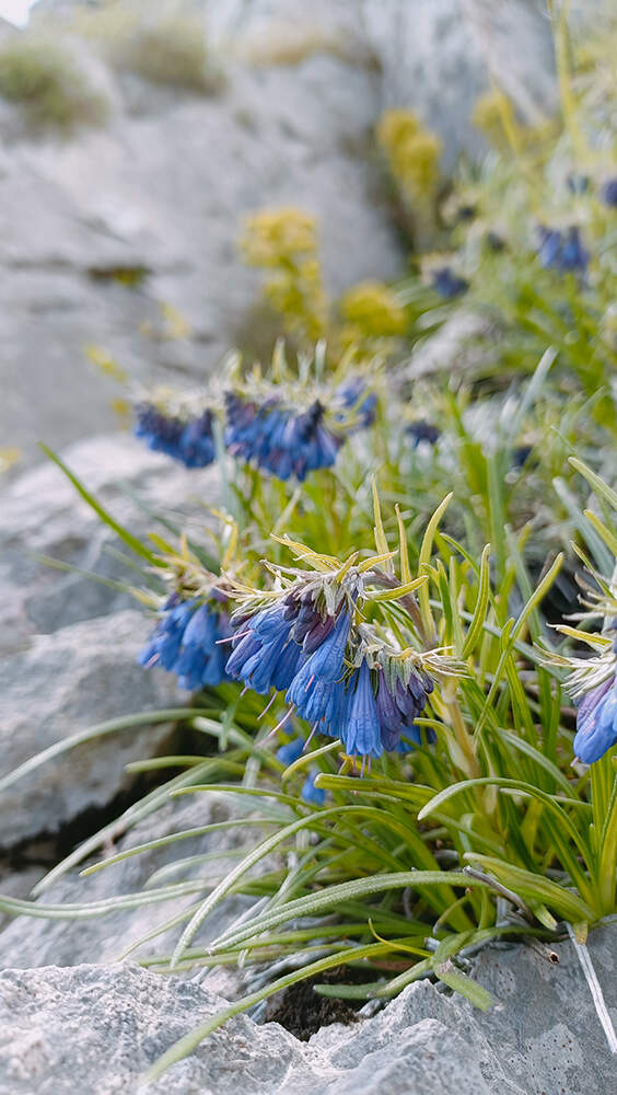 Moltkia suffruticosa - Toscana