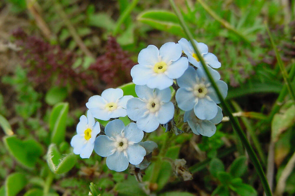 Myosotis graui - Abruzzo