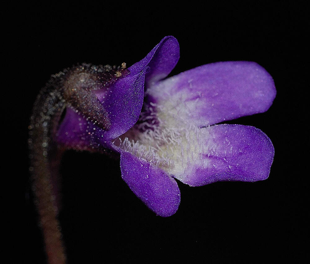 Pinguicula lattanziae - Liguria