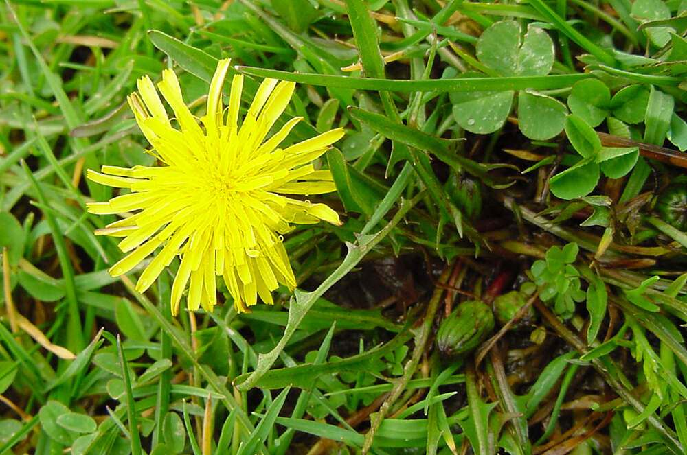 Taraxacum lilianae - Basilicata