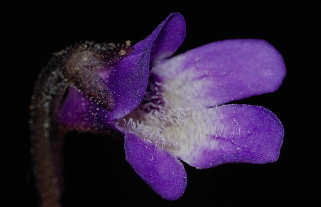 fiore viola